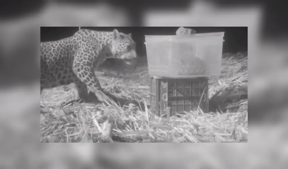 En Facebook se viralizó el conmovedor reencuentro de una mamá leopardo con su cachorro que se perdió en medio de la selva.