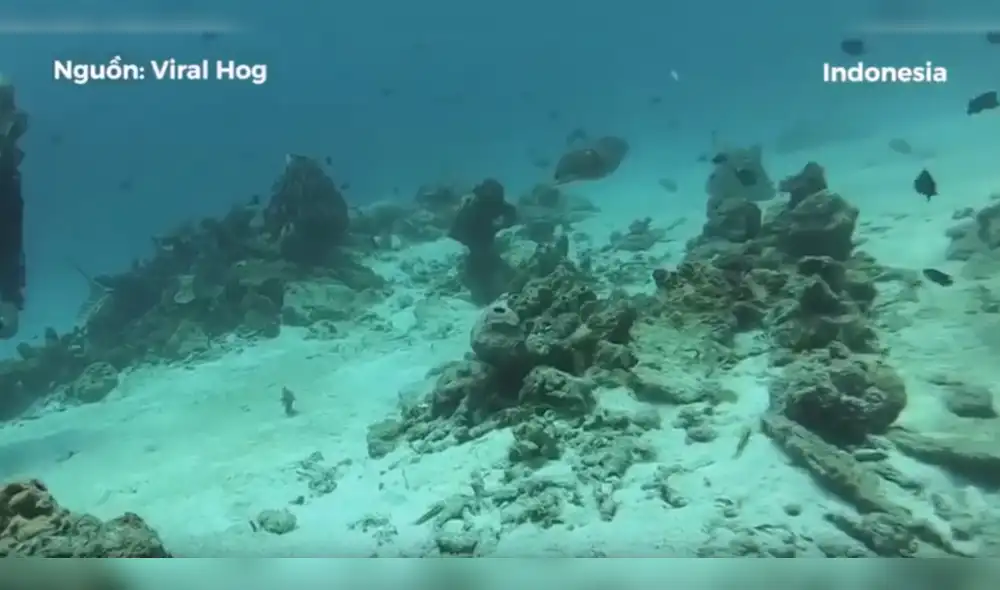 Buzos descubren extraña piedra en el mar, se asoman y criatura sufre sorprendente transformación [VIDEO] 
