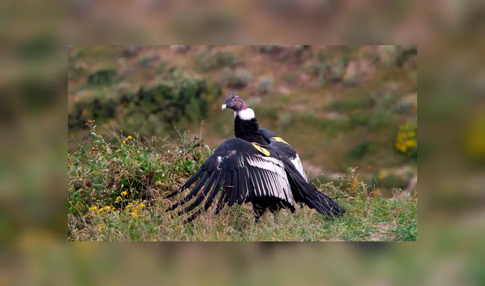 20 Animales en peligro de extinción y extintos en Perú 2019 [FOTOS]