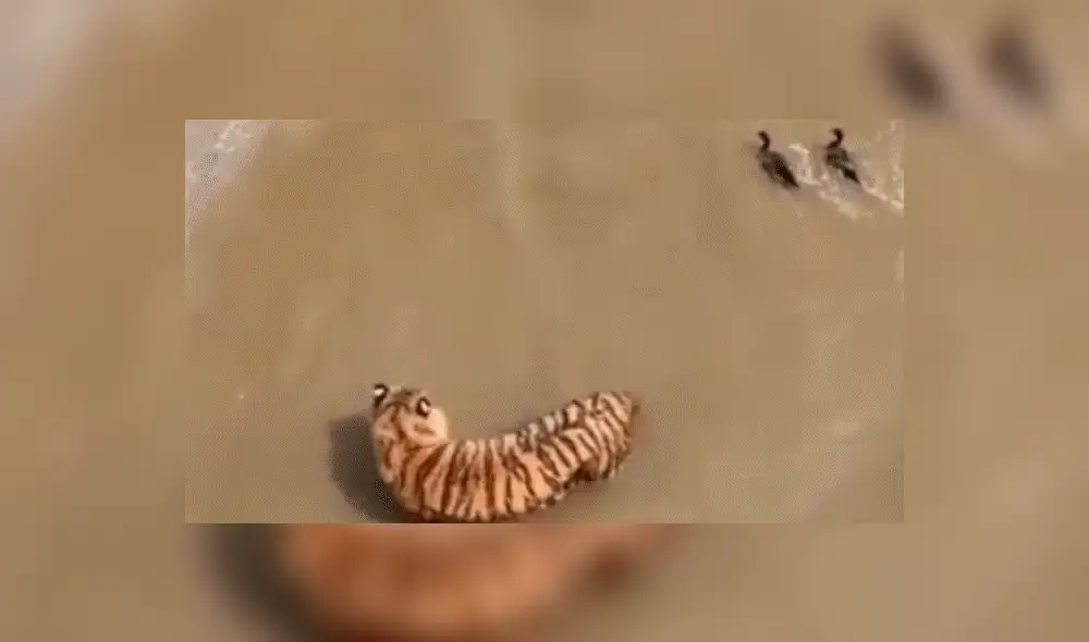 Facebook viral: Patos se burlan cruelmente de un feroz tigre, que entró a su hogar para devorarlos [VIDEO] 