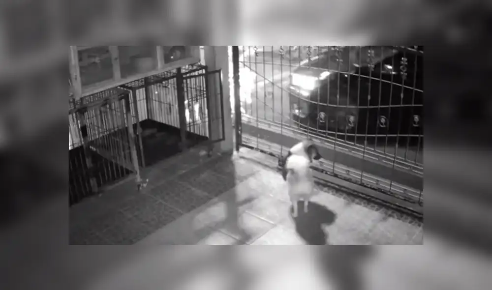 En Facebook se compartió el registro de una cámara de seguridad que muestra la reacción de dos perros al ver a su dueño.