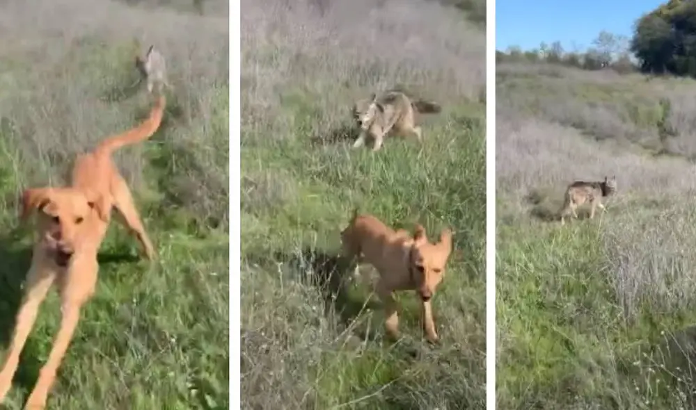 Desliza para ver la secuencia del viral. Foto: Captura/YouTube/ViralHog