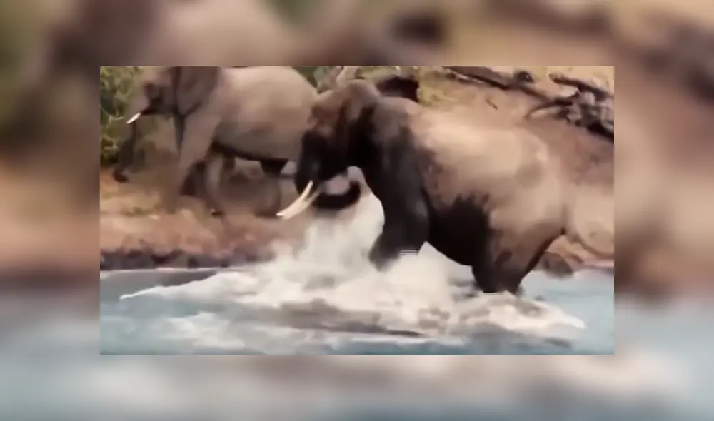 Elefante se distrae tomando agua en río y feroz cocodrilo emerge del agua para devorarlo [VIDEO]