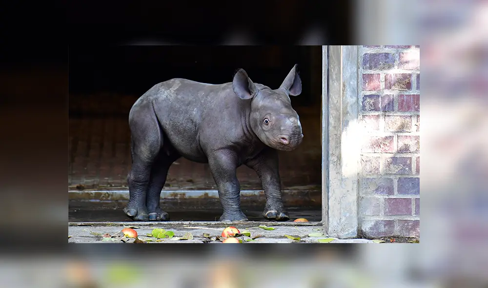 Rinoceronte nació en Zoológico de Miami por inseminación artificial