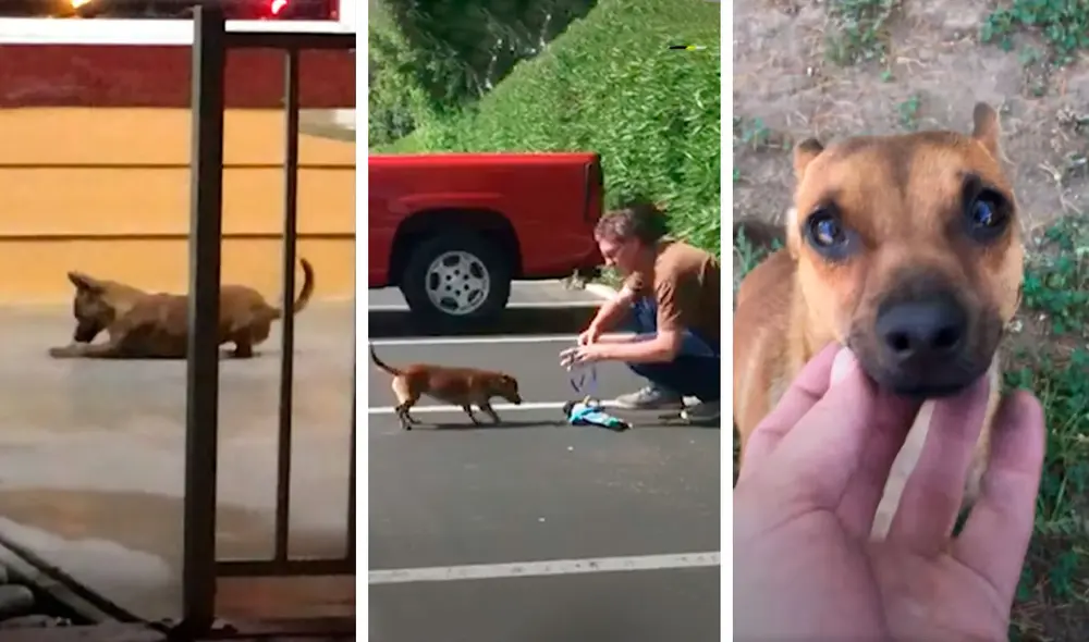 Desliza las imágenes para conocer la historia de una perrita que recibió la ayuda de un hombre para tener un nuevo hogar. Foto: El Dodo/ Referencial