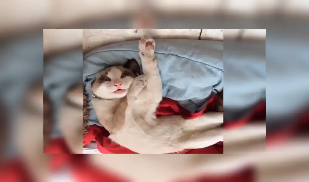 Facebook viral: chica quería bañar a su gato, pero este le responde con un rotundo “no” [VIDEO]