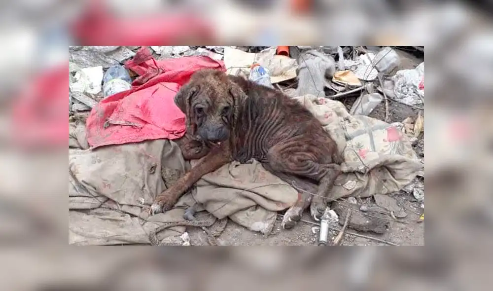 Facebook viral: salva a perrita en mal estado que vivía en un basurero y ahora luce así [FOTOS]