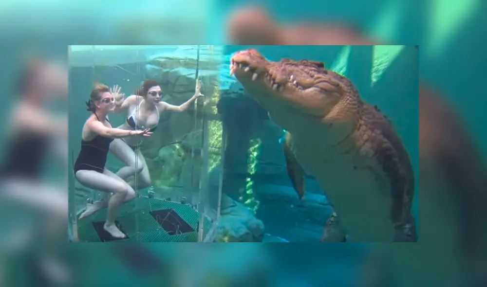 YouTube viral: chicas se sumergen en santuario de enorme cocodrilo y quedan horrorizadas 