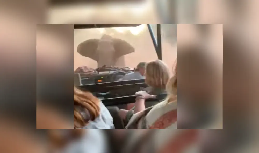 elefante embiste auto sudáfrica elefante embiste auto sudáfrica