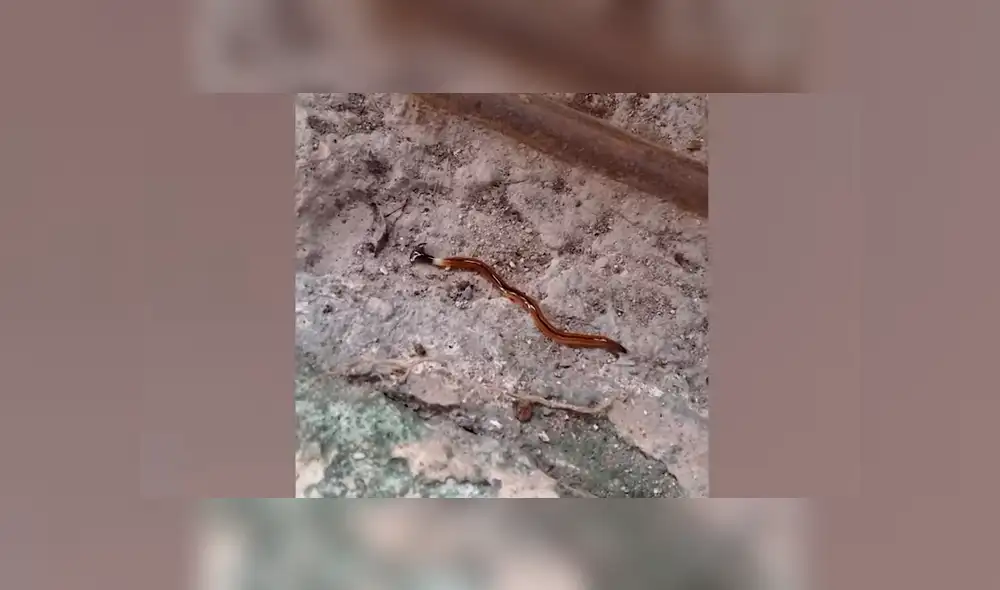 Un video viral de YouTube muestra el extraño aspecto de de un gusano martillo que fue hallado dentro de una vivienda en Tailandia. Un video viral de YouTube muestra el extraño aspecto de de un gusano martillo que fue hallado dentro de una vivienda en Tailandia.