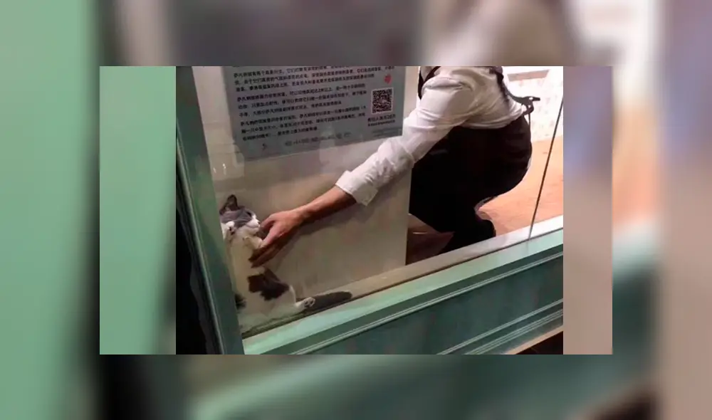 Facebook: Gato se vuelve viral por quedarse atrapado en vitrina de un local [FOTOS]
