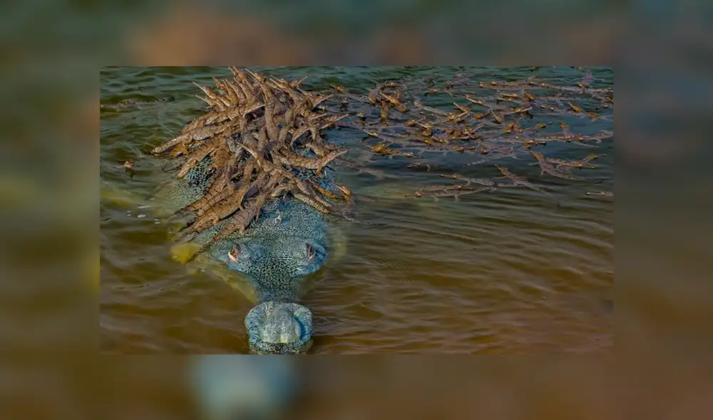 Quedan menos de 700 ejemplares de esta especie de cocodrilo. Foto: Dhritiman Mukherjee