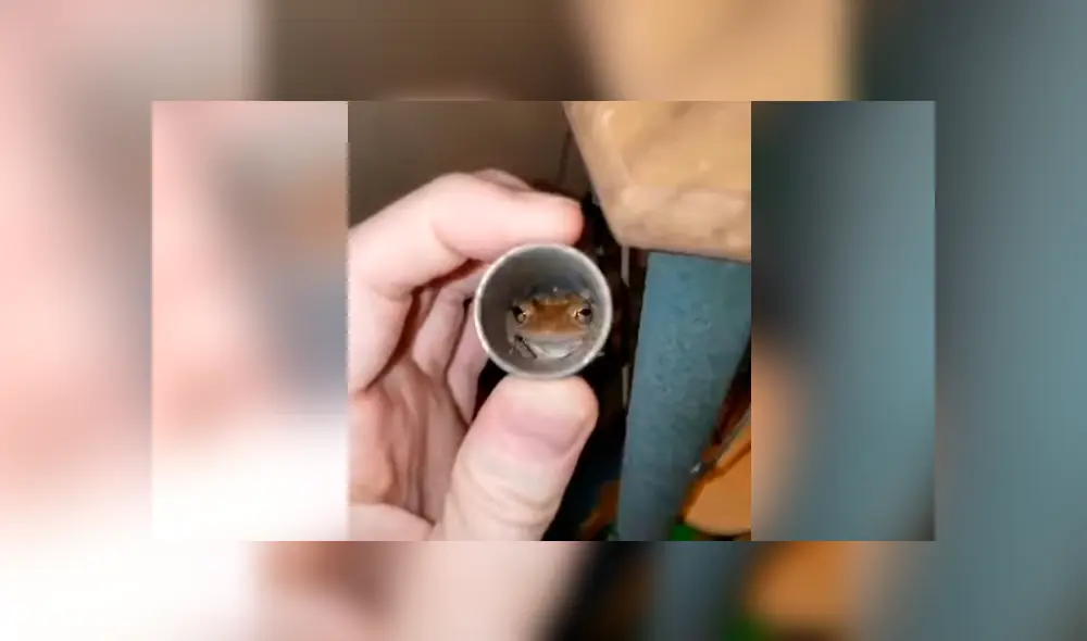 Facebook viral: escucha extraños ruidos en su casa, revisa y descubre misteriosas criaturas