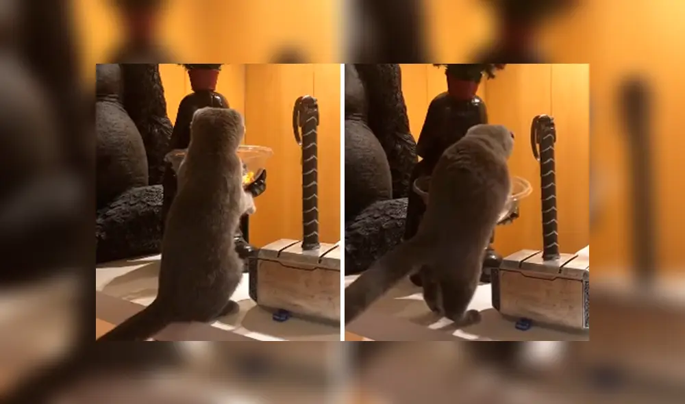 Desliza las imágenes para observar la travesura que cometió un gato al aprovechar distracción de su dueño. Desliza las imágenes para observar la travesura que cometió un gato al aprovechar distracción de su dueño.