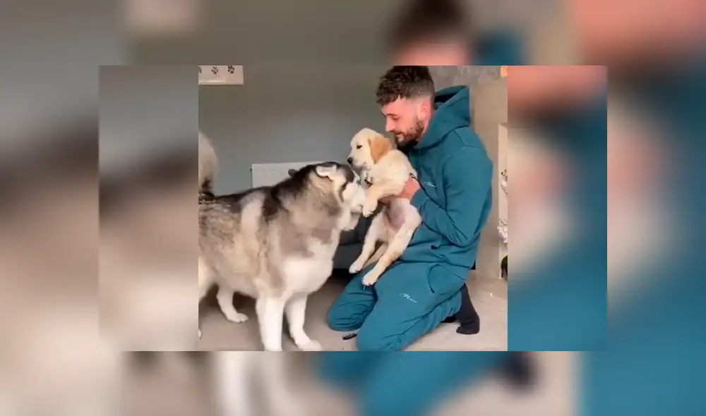 Desliza las imágenes para conocer la reacción de un perro al estar frente a la nueva mascota de su dueño. Foto: La Nación. Desliza las imágenes para conocer la reacción de un perro al estar frente a la nueva mascota de su dueño. Foto: La Nación.