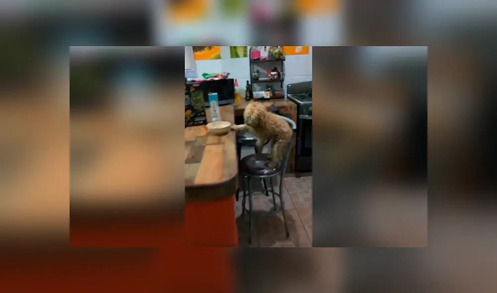 Desliza las imágenes para conocer la travesura de un perro al notar que su dueño estaba durmiendo. Desliza las imágenes para conocer la travesura de un perro al notar que su dueño estaba durmiendo.