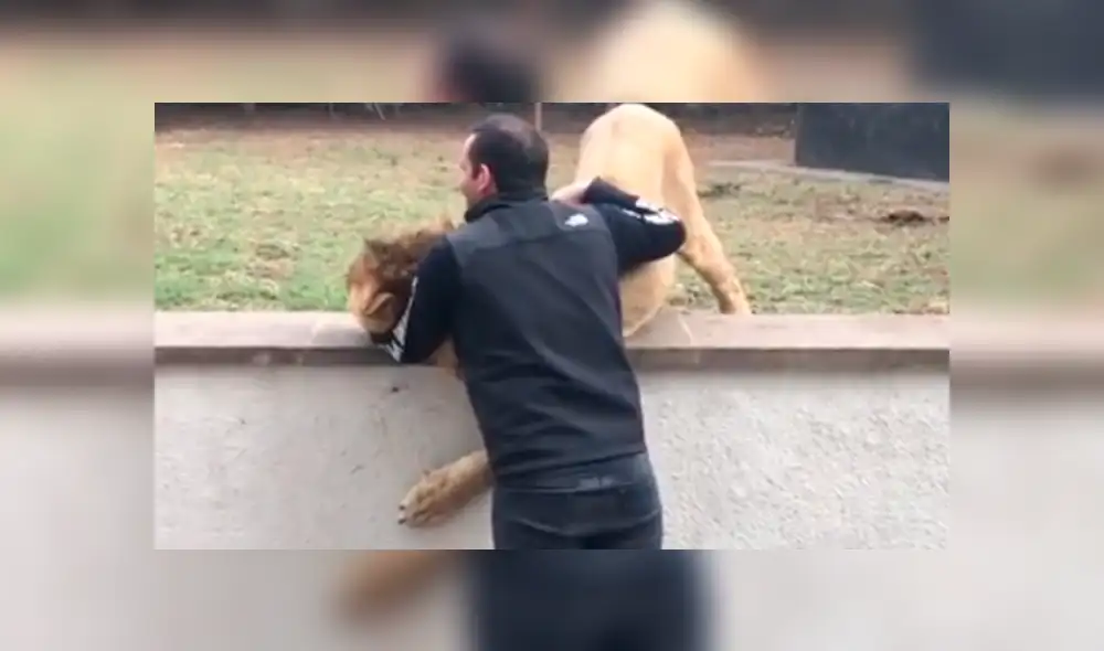 Cuidador ingresa a santuario de león, sin imaginar lo que pasaría dentro. Foto: Captura. Cuidador ingresa a santuario de león, sin imaginar lo que pasaría dentro. Foto: Captura.