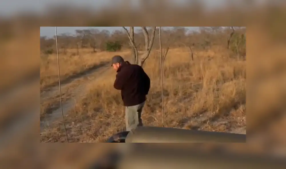 Hombre vive terrorífico momento al quedar frente a frente de leones camuflados entre la hierba. Hombre vive terrorífico momento al quedar frente a frente de leones camuflados entre la hierba.