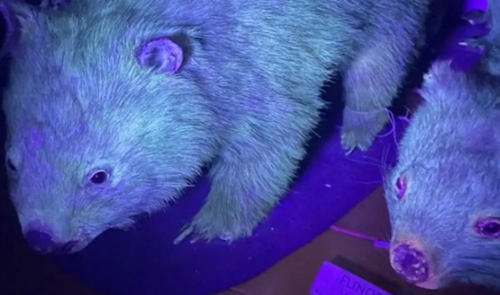 Los wombat son especies nocturnas en peligro de extinción. Foto: Museo de Australia Occidental