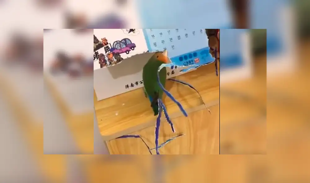 En YouTube, un loro aprovechó la distracción de su dueño para aplicar un creativo método para tener más plumas. En YouTube, un loro aprovechó la distracción de su dueño para aplicar un creativo método para tener más plumas.