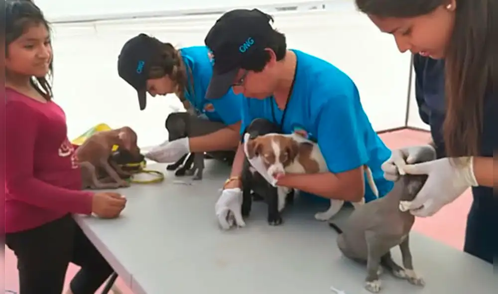 Los animales también requieren de ayuda.