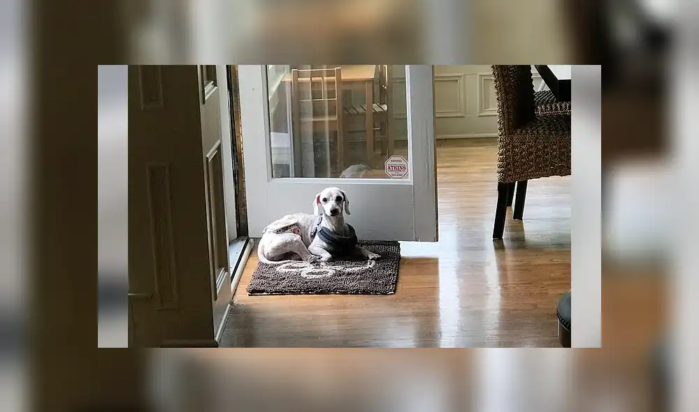 Facebook viral: mujer rompe en llanto al ver cómo dormía perro que rescató de una granja [VIDEO]