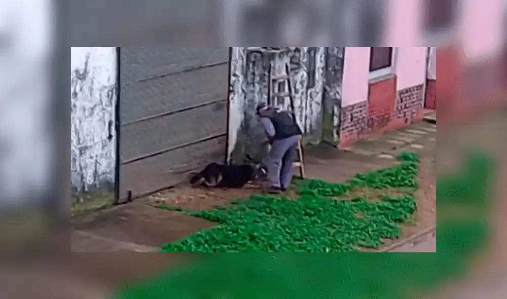 Argentina: hombre utiliza trampa para capturar y torturar a un gato [VIDEO] 