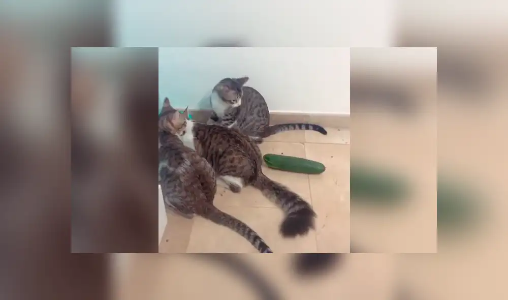 Desliza la imagen para ver la reacción de los gatos. Foto: treshermanitosgatunos / Tikok