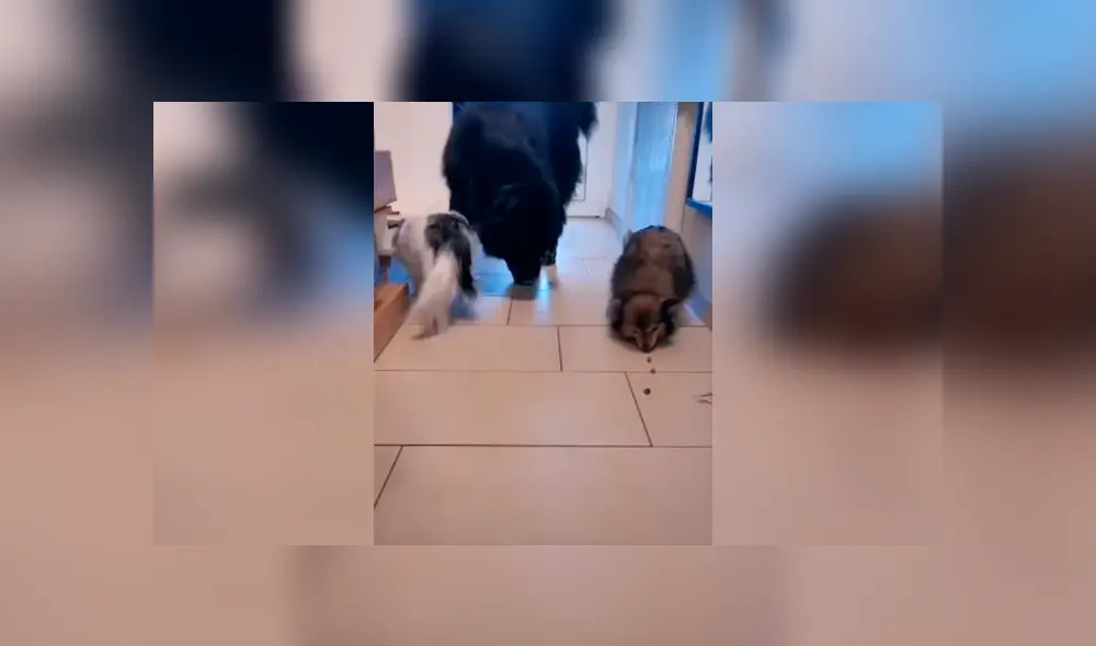 Desliza las imágenes para conocer quien fue el ganador de un divertido enfrentamiento entre tres perros.