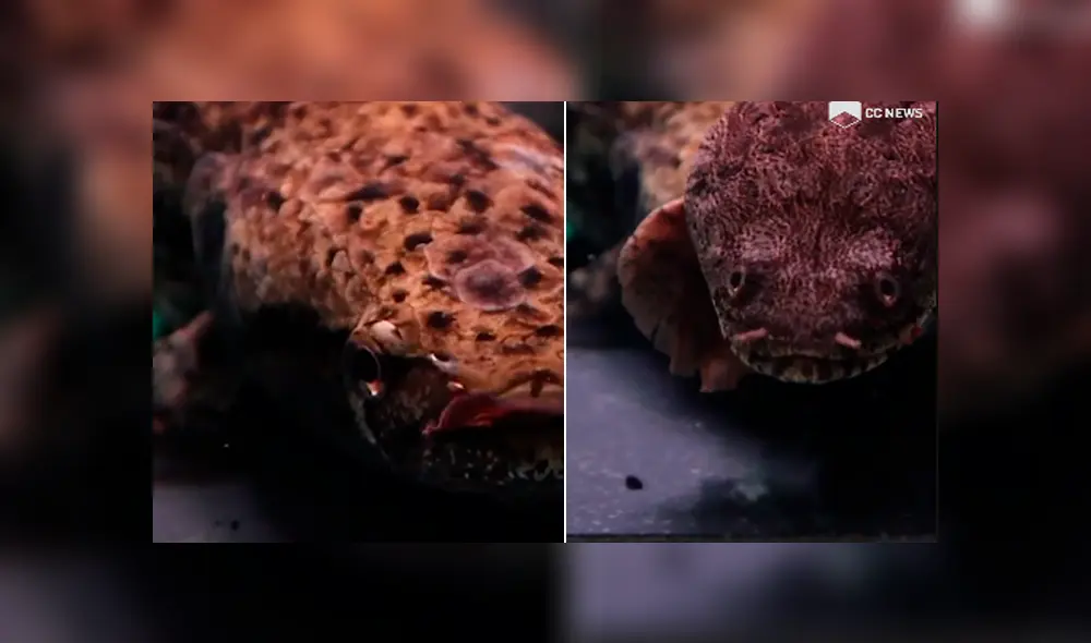 Desliza hacia la izquierda para ver al misterioso pez que se ha vuelto viral en Facebook. Desliza hacia la izquierda para ver al misterioso pez que se ha vuelto viral en Facebook.