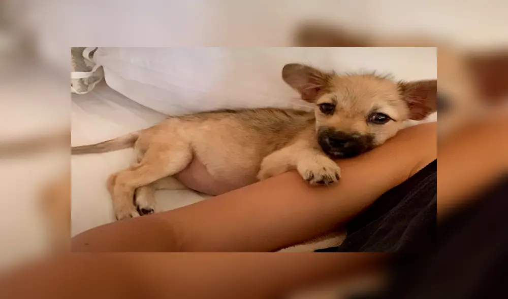 En Facebook, una joven rescató a un cachorro hambriento que clamaba ayuda en las calles de Bali. En Facebook, una joven rescató a un cachorro hambriento que clamaba ayuda en las calles de Bali.