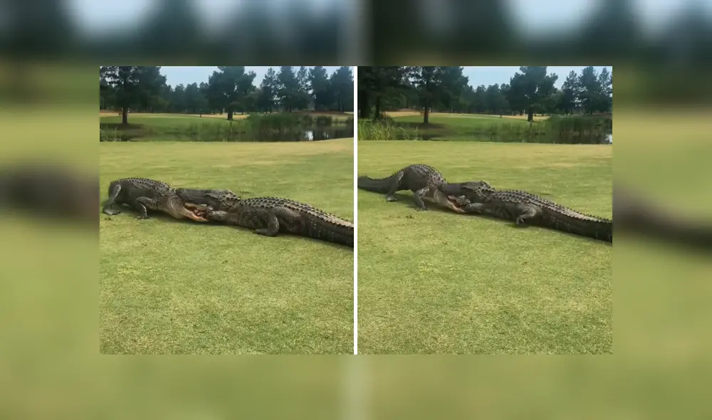 Desliza la imagen compartida en Facebook para ver todas las fotos.