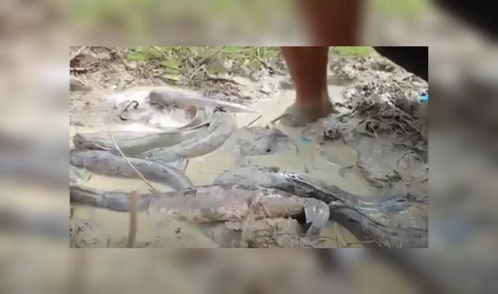 Desliza hacia la izquierda para ver las imágenes del viral de Facebook. Foto: Captura. Desliza hacia la izquierda para ver las imágenes del viral de Facebook. Foto: Captura.