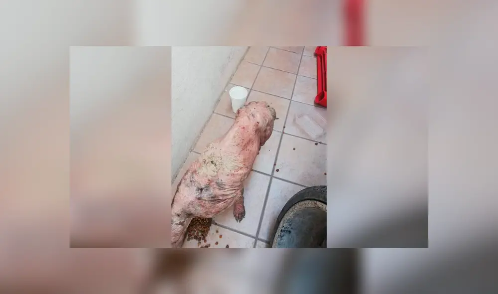 Desliza las imágenes hacia la izquierda para apreciar el terrible maltrato que vivió un perro callejero. Desliza las imágenes hacia la izquierda para apreciar el terrible maltrato que vivió un perro callejero.