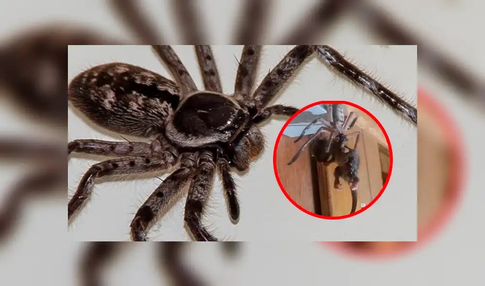 Turista graba el brutal ‘asesinato’ de indefensa zarigüeya. Foto: Captura. Turista graba el brutal ‘asesinato’ de indefensa zarigüeya. Foto: Captura.