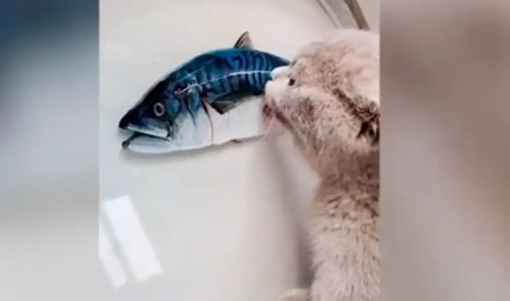 El gatito creyó que el dibujo era un animal de verdad. Foto: Mail Online