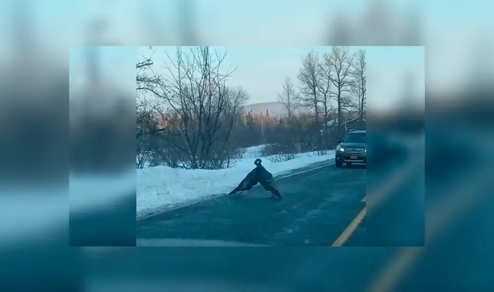 Desliza las imágenes para observar el fuerte enfrentamiento entre dos pavos en mitad de la carretera. Desliza las imágenes para observar el fuerte enfrentamiento entre dos pavos en mitad de la carretera.