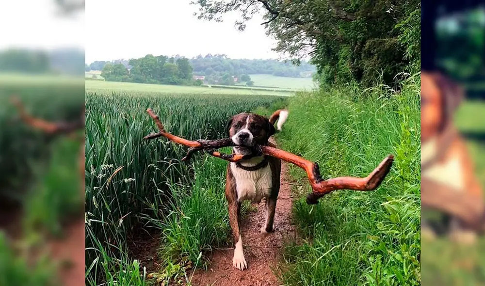 Snoop busca troncos todos los días para entregárselo a su dueño. Foto: FACEBOOK/THE BIG SNOOP DOG Snoop busca troncos todos los días para entregárselo a su dueño. Foto: FACEBOOK/THE BIG SNOOP DOG