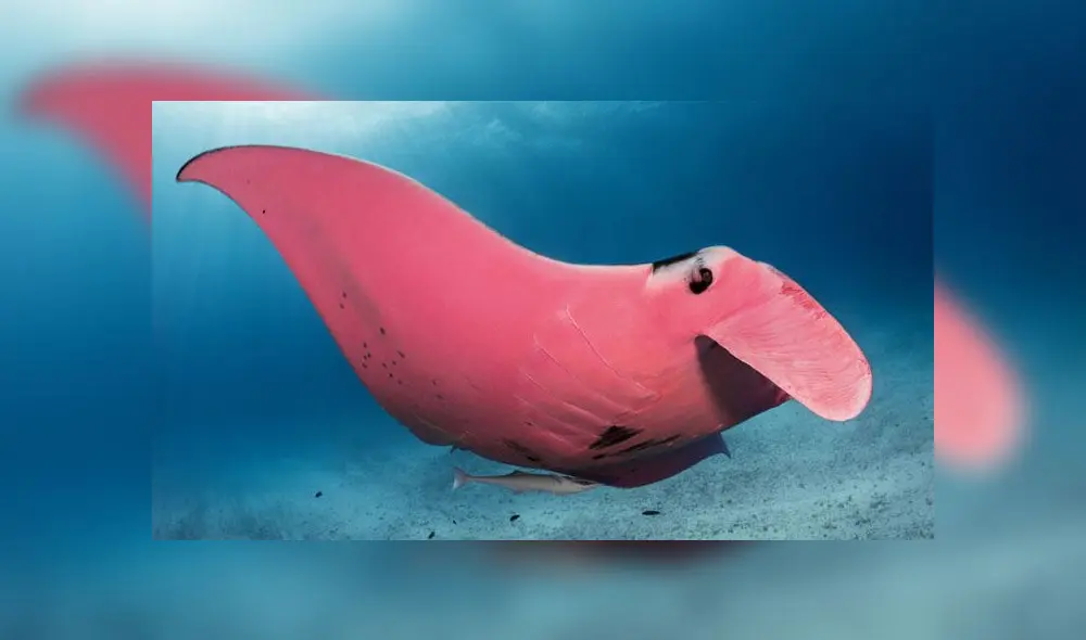 Fotógrafo se sumerge en el fondo del mar y sin querer halla una hermosa mantarraya rosada  [FOTOS]