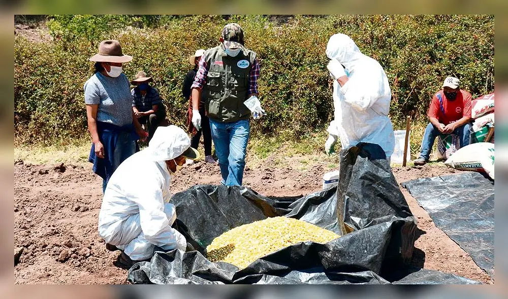 PROBLEMAs EN EL CAMPO. Productores perdieron cultivos. La pandemia impidió su comercialización y algunos ya no siembran. PROBLEMAs EN EL CAMPO. Productores perdieron cultivos. La pandemia impidió su comercialización y algunos ya no siembran.