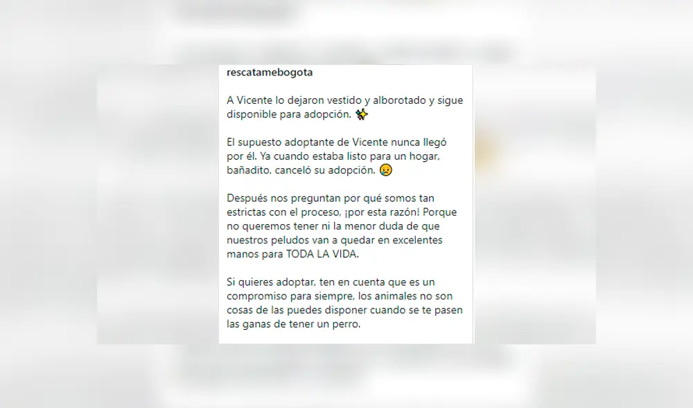 Desliza las imágenes para conocer la conmovedora historia de Vicente que consiguió una nueva familia. Foto: Fundación Rescátame.