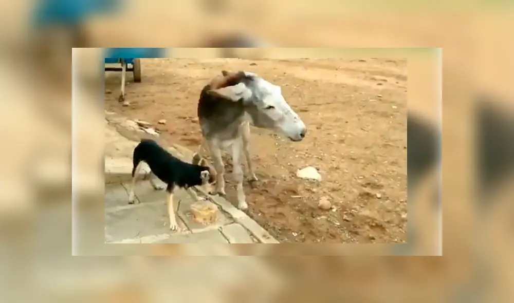 Vía Facebook. Menudo perro intentó ahuyentar al asno sin esperar la intempestiva respuesta por parte de este
