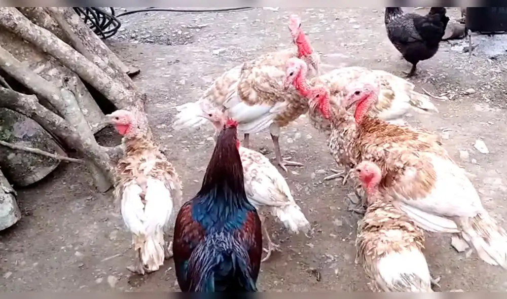 YouTube Viral: gallo ataca a un indefenso pato hasta que unos pavos lo defendieron YouTube Viral: gallo ataca a un indefenso pato hasta que unos pavos lo defendieron