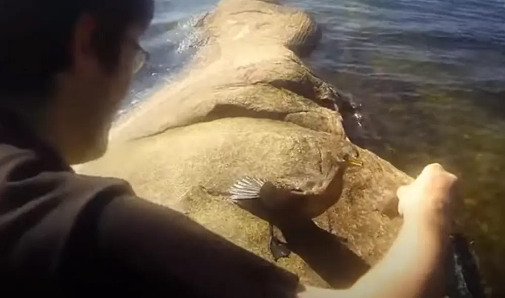 Desliza hacia la izquierda para ver las imágenes del viral de Facebook. Foto: 
Rumble Viral.