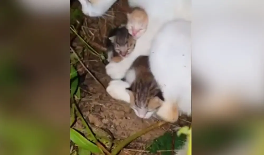 Desliza las imágenes para conocer la conmovedora historia de esta gatita que hizo de todo por buscar ayuda para sus bebés recién nacidos. Foto: captura de YouTube