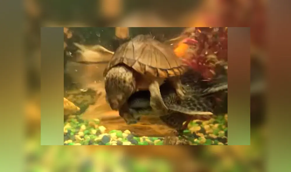 Tortuga marina monta un pez para intentar atraparlo y ocurre lo inesperado [VIDEO] 