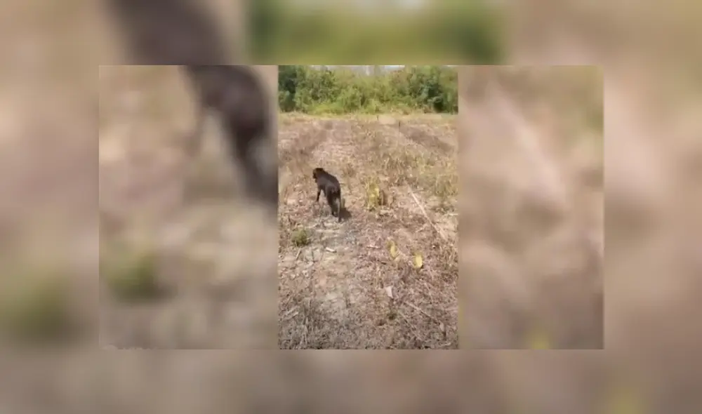Desliza hacia la izquierda para ver más del video viral. Fotocaptura: YouTube