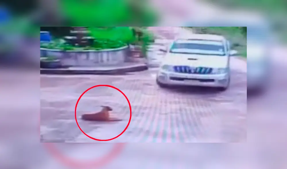 Conductor casi atropella a perro ‘imprudente’, toca claxon y can hace lo impensado [VIDEO] 