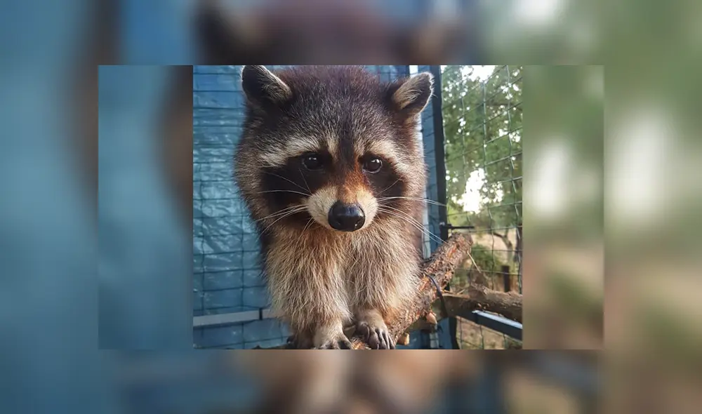 Falleció Oreo, el mapache que sirvió de modelo para crear a Rocket Racoon