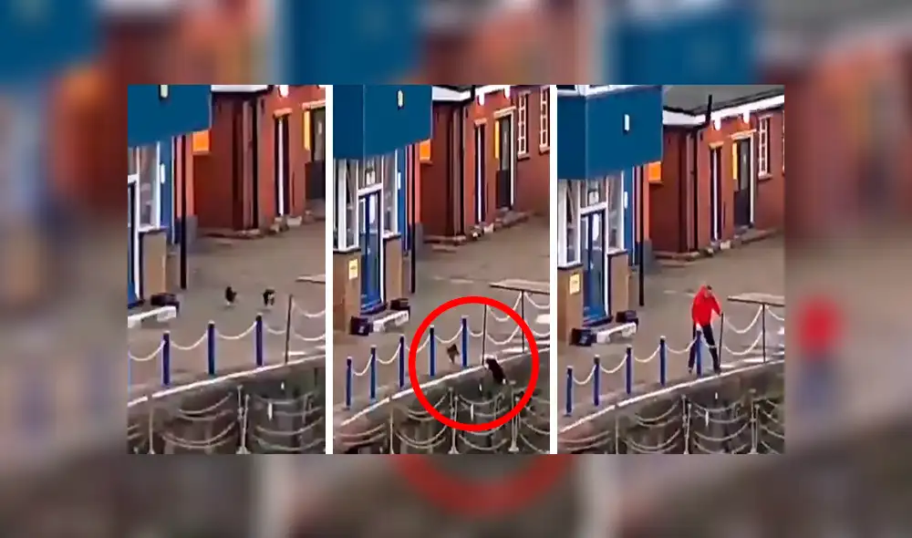 En Facebook, un joven fue testigo de como un travieso gato cayó al río y no dudó en ayudarlo. En Facebook, un joven fue testigo de como un travieso gato cayó al río y no dudó en ayudarlo.